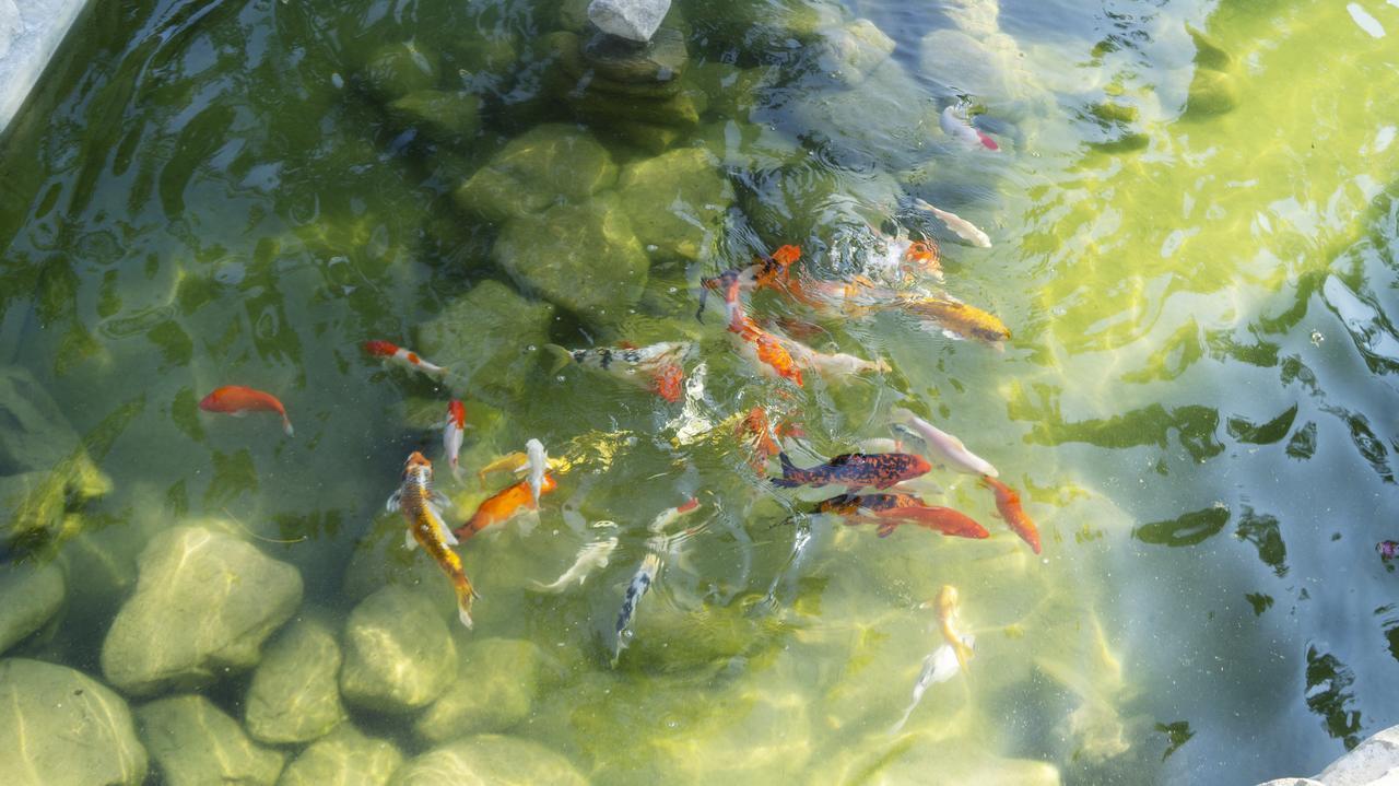 Pisces Garden B&B Xa Thành Ngoại thất bức ảnh